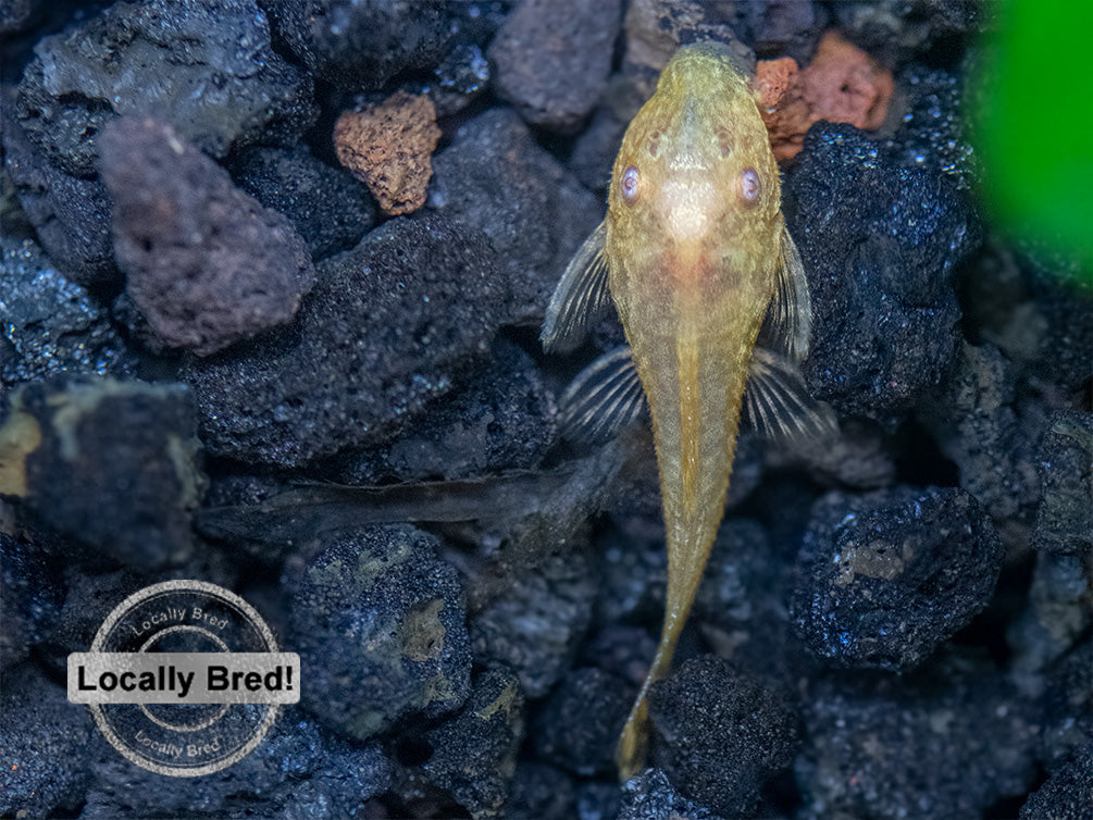 Albino Bristlenose Pleco (Ancistrus cf. cirrhosus) - Locally Bred!