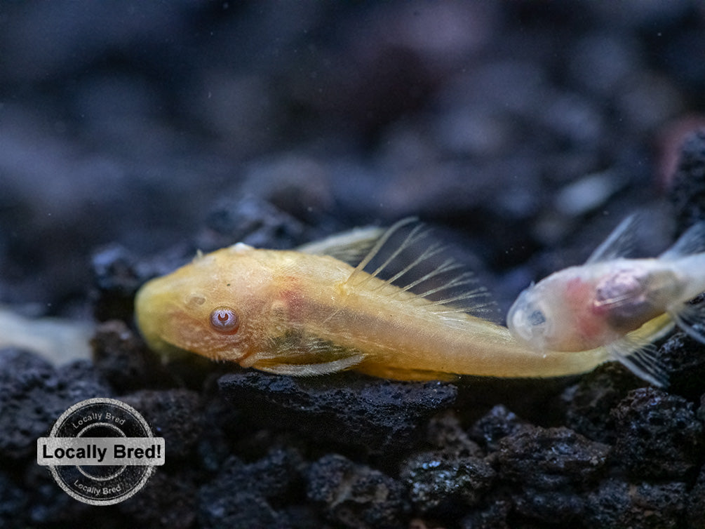 Albino Bristlenose Pleco (Ancistrus cf. cirrhosus) - Locally Bred!
