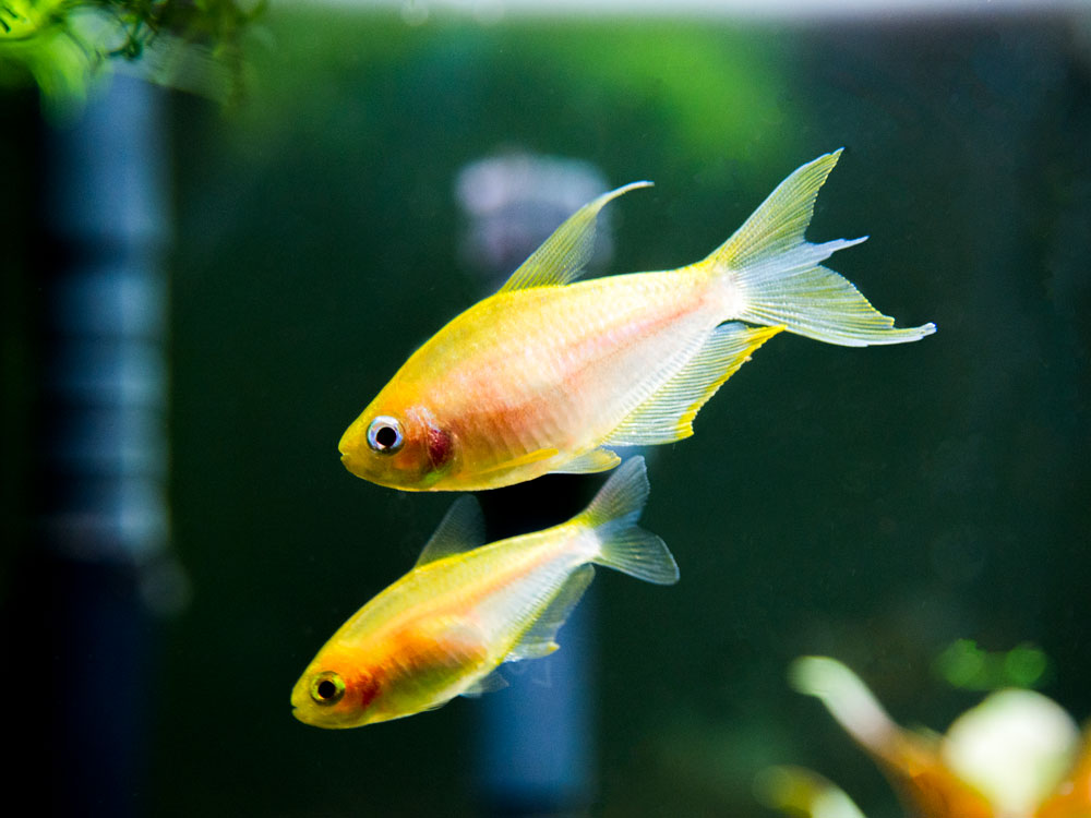 Albino Emperor Tetra (Nematobrycon palmeri var. "Albino") - Tank-Bred!