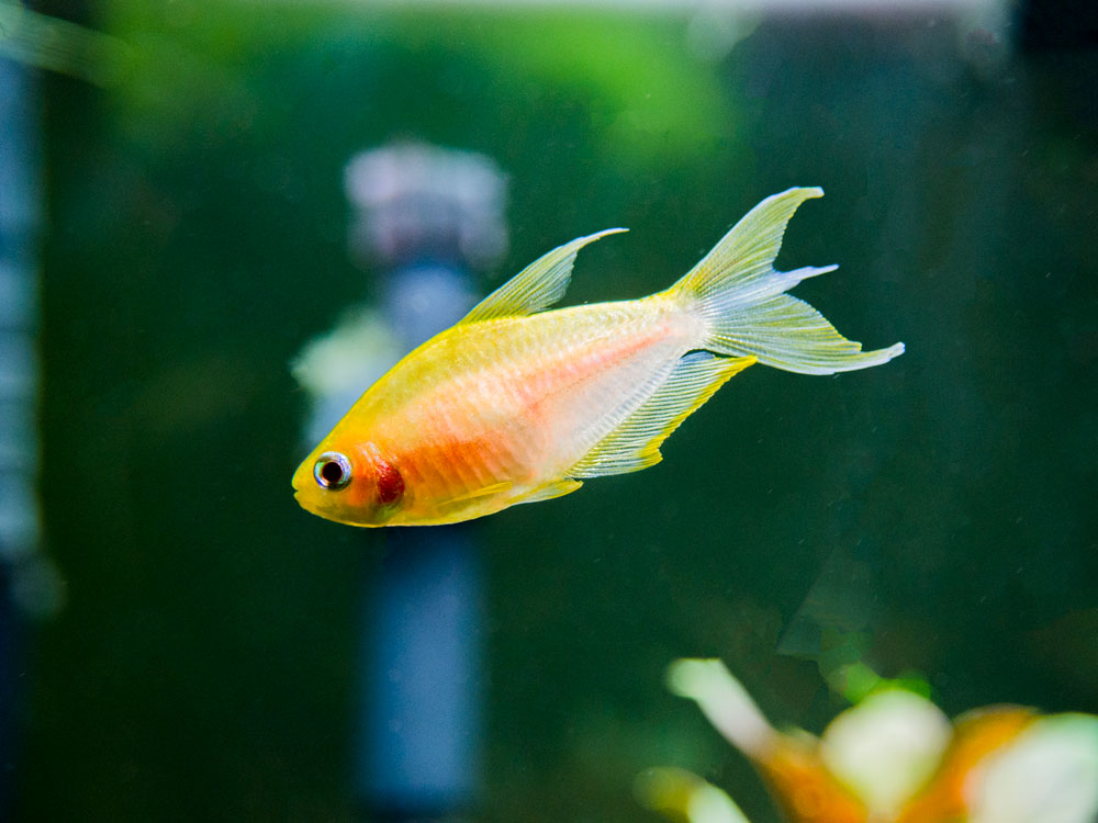 Albino Emperor Tetra (Nematobrycon palmeri var. "Albino") - Tank-Bred!