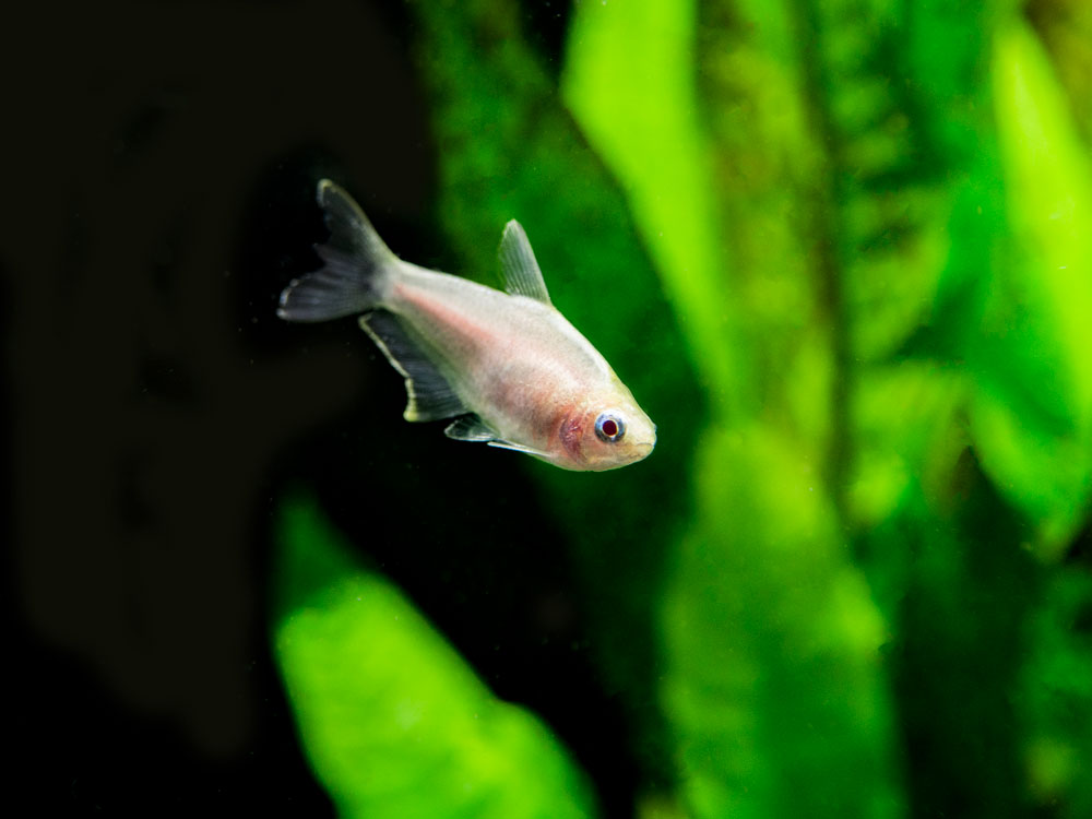 Albino Emperor Tetra (Nematobrycon palmeri var. "Albino") - Tank-Bred!