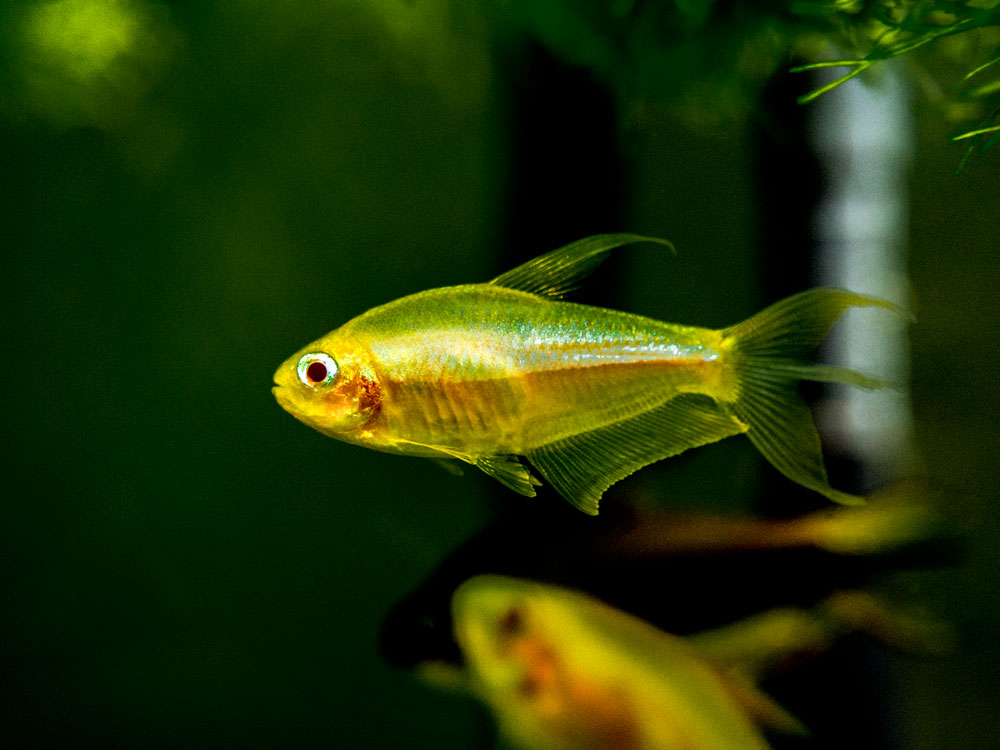 Albino Emperor Tetra (Nematobrycon palmeri var. "Albino") - Tank-Bred!