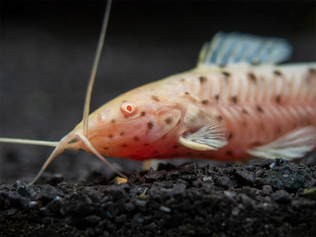 Albino Spotted Hoplo Catfish (Megalechis thoracata), Captive-Bred!