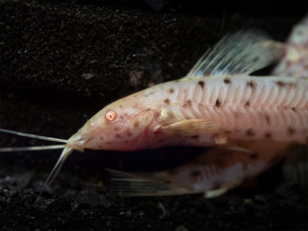 Albino Spotted Hoplo Catfish (Megalechis thoracata), Captive-Bred!