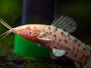 Albino Spotted Hoplo Catfish (Megalechis thoracata), Captive-Bred!