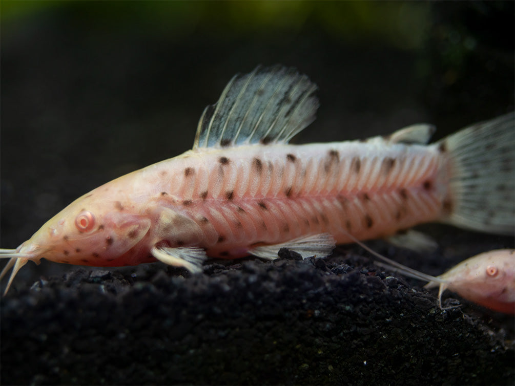 Albino Spotted Hoplo Catfish (Megalechis thoracata), Captive-Bred!