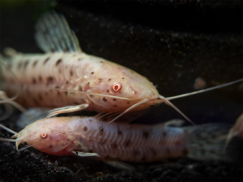 Albino Spotted Hoplo Catfish (Megalechis thoracata), Captive-Bred!