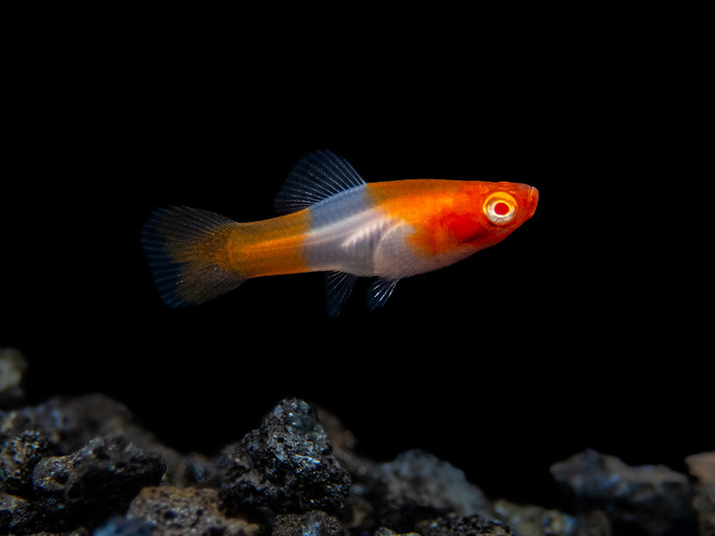 Albino Koi Kohaku Swordtail (Xiphophorus helleri), Tank-Bred