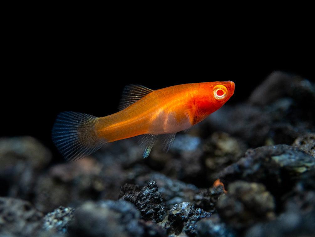 Albino Koi Kohaku Swordtail (Xiphophorus helleri), Tank-Bred