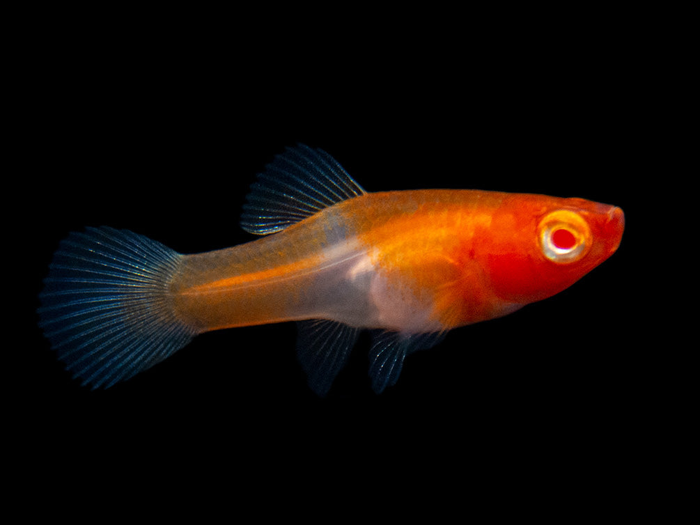 Albino Koi Kohaku Swordtail (Xiphophorus helleri), Tank-Bred