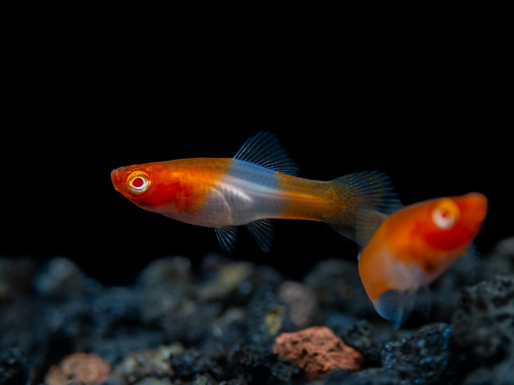 Albino Koi Kohaku Swordtail (Xiphophorus helleri), Tank-Bred