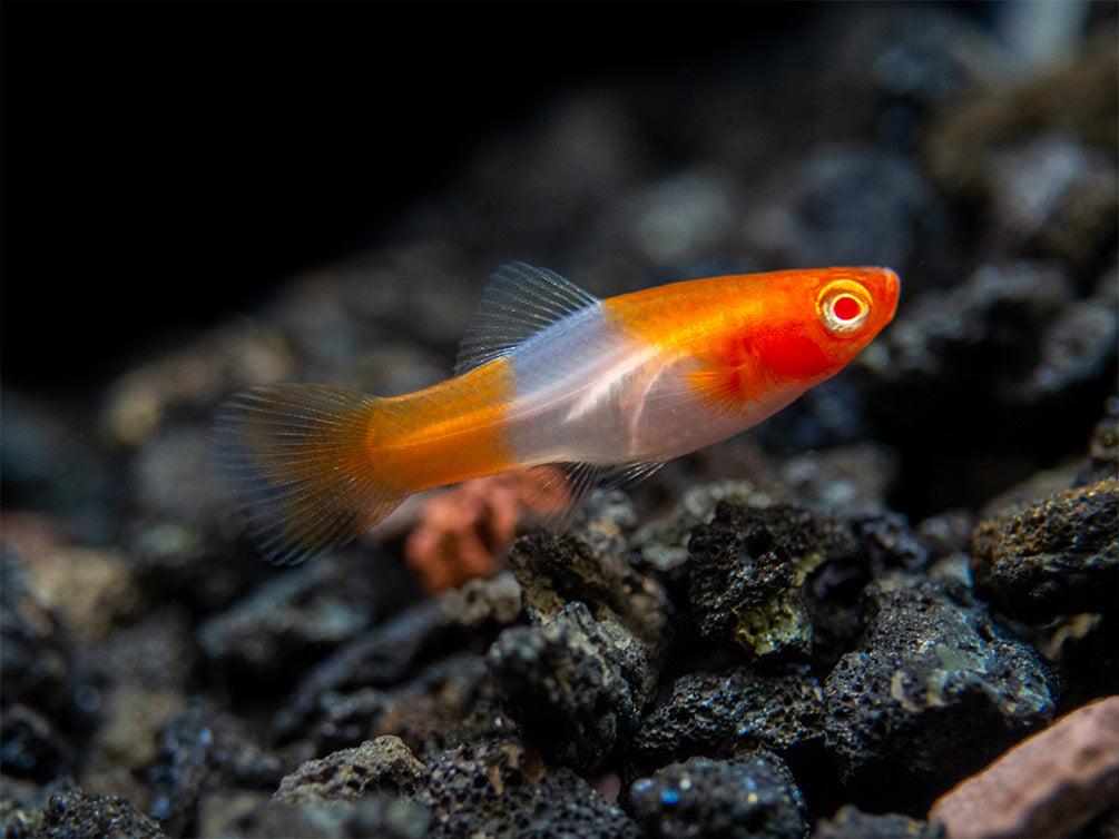 Albino Koi Kohaku Swordtail (Xiphophorus helleri), Tank-Bred