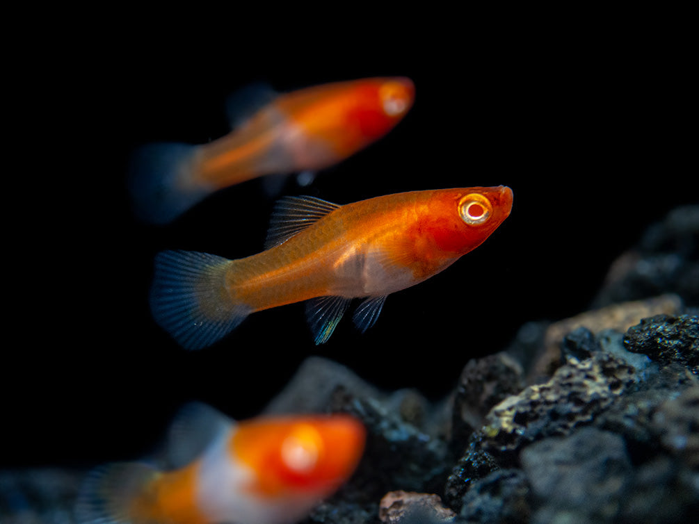 Albino Koi Kohaku Swordtail (Xiphophorus helleri), Tank-Bred