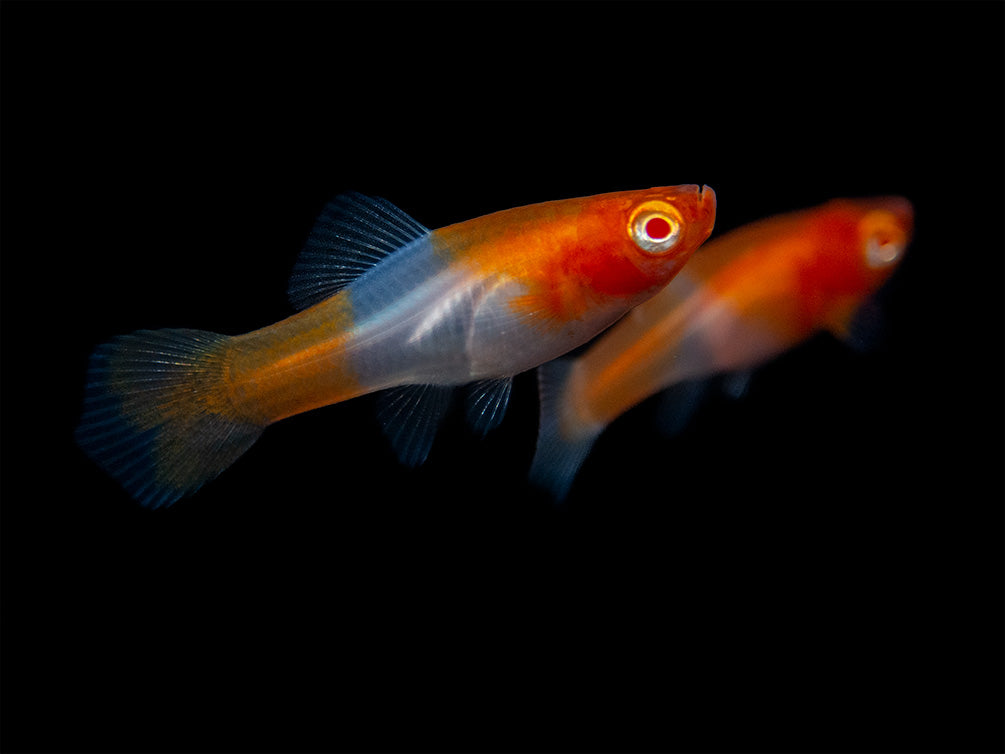 Albino Koi Kohaku Swordtail (Xiphophorus helleri), Tank-Bred