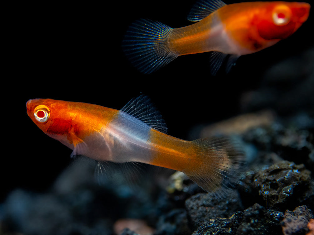 Albino Koi Kohaku Swordtail (Xiphophorus helleri), Tank-Bred