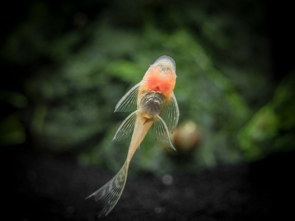 Longfin Albino Bristlenose Pleco (Ancistrus cf. cirrhosus var. "Longfin Albino"), Tank-Bred