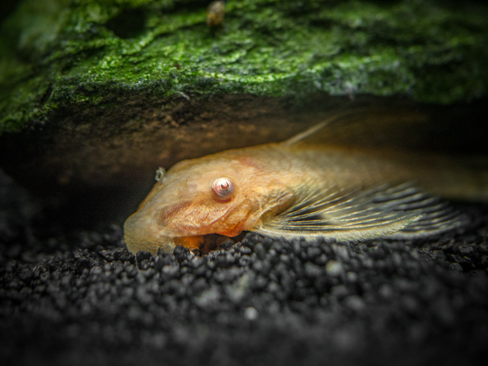 Longfin Albino Bristlenose Pleco (Ancistrus cf. cirrhosus var. "Longfin Albino"), Tank-Bred