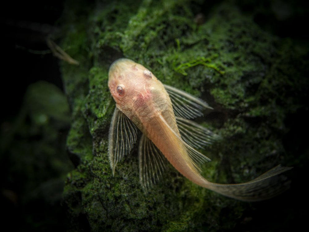 Longfin Albino Bristlenose Pleco (Ancistrus cf. cirrhosus var. "Longfin Albino"), Tank-Bred