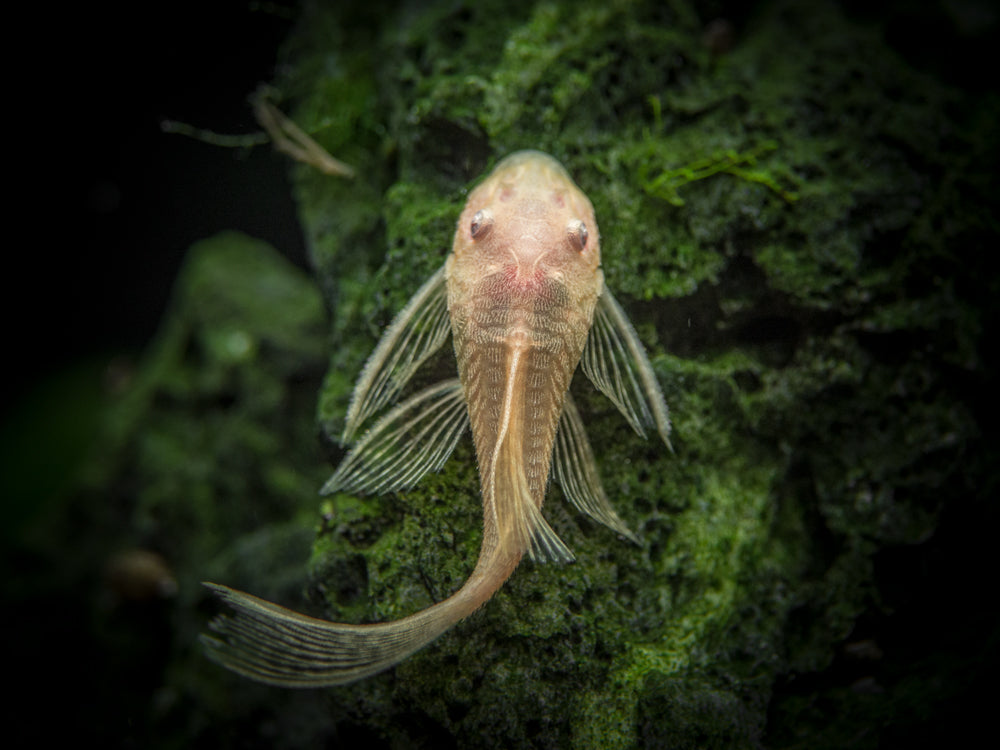 Longfin Albino Bristlenose Pleco (Ancistrus cf. cirrhosus var. "Longfin Albino"), Tank-Bred