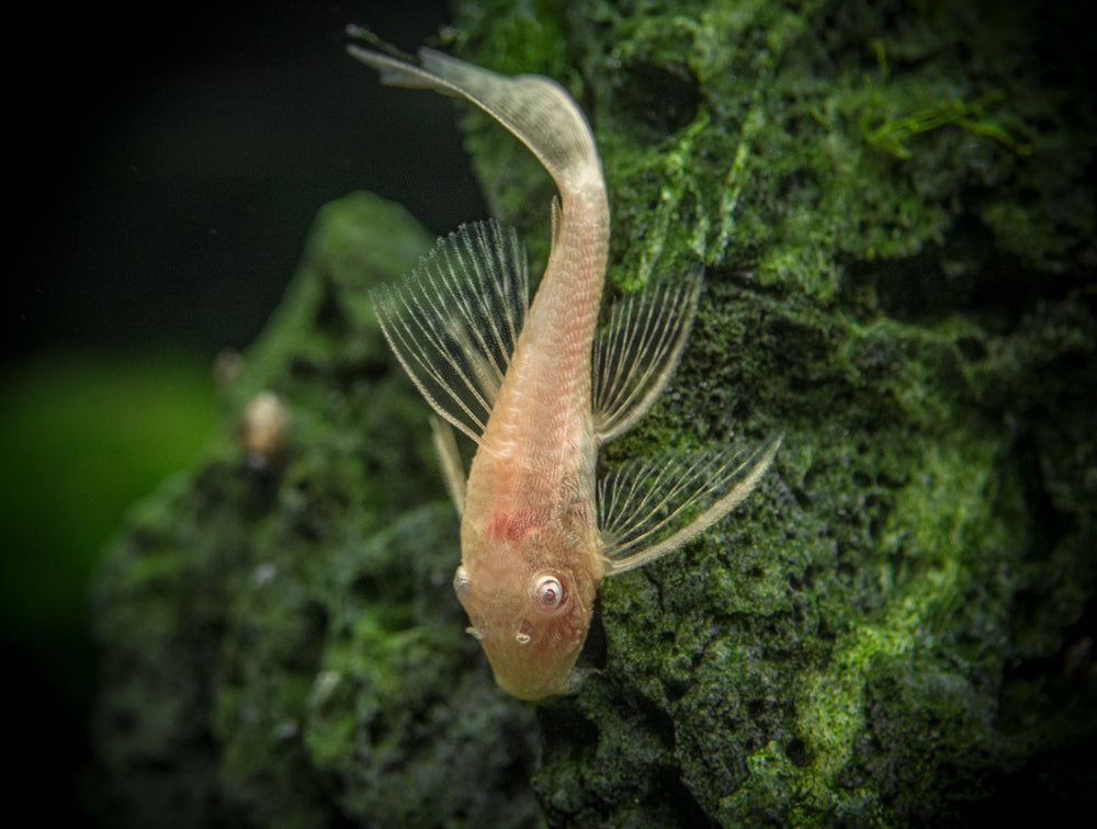 Longfin Albino Bristlenose Pleco (Ancistrus cf. cirrhosus var. "Longfin Albino"), Tank-Bred