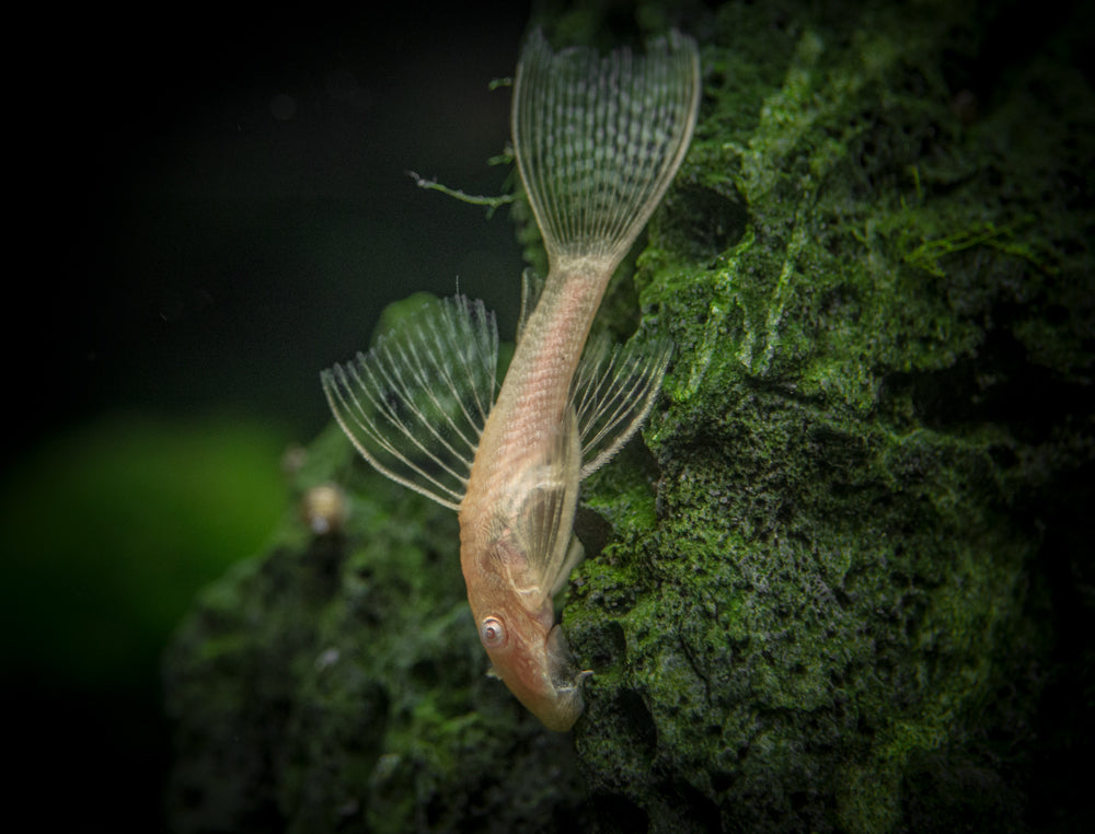 Longfin Albino Bristlenose Pleco (Ancistrus cf. cirrhosus var. "Longfin Albino"), Tank-Bred