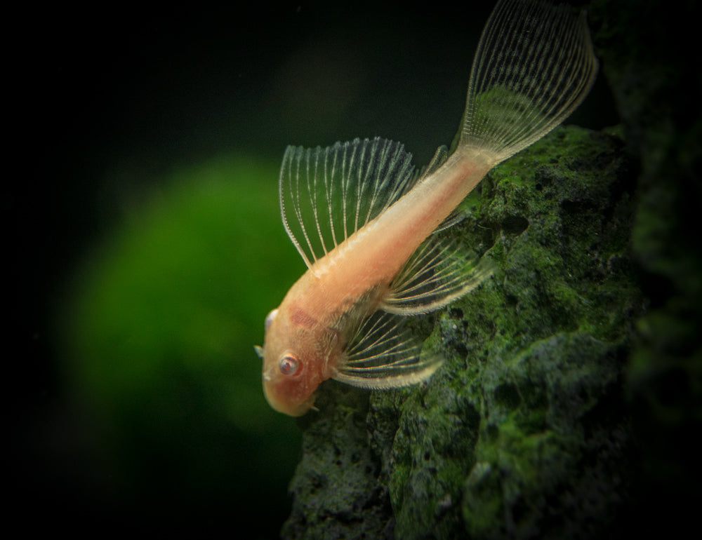 Longfin Albino Bristlenose Pleco (Ancistrus cf. cirrhosus var. "Longfin Albino"), Tank-Bred