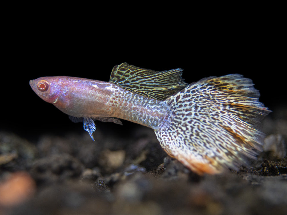 Albino Metal Yellow Lace Guppy (Poecilia reticulata), Tank-Bred