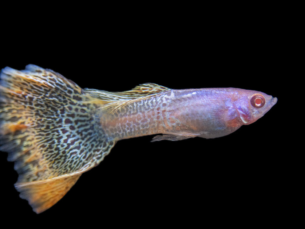 Albino Metal Yellow Lace Guppy (Poecilia reticulata), Tank-Bred