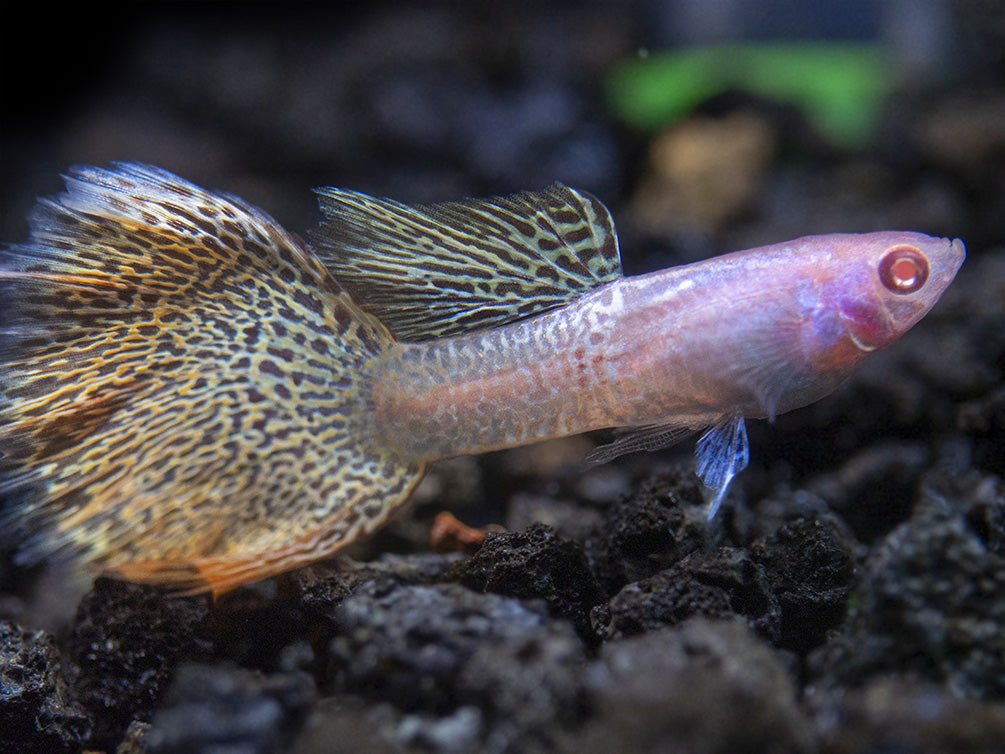 Albino Metal Yellow Lace Guppy (Poecilia reticulata), Tank-Bred