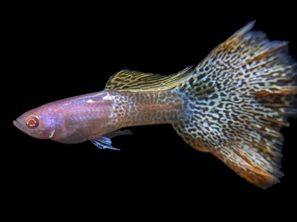 Albino Metal Yellow Lace Guppy (Poecilia reticulata), Tank-Bred