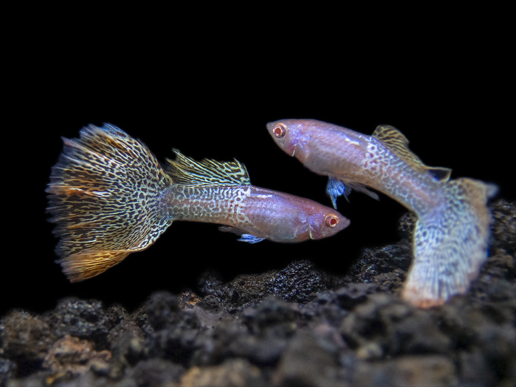 Albino Metal Yellow Lace Guppy (Poecilia reticulata), Tank-Bred