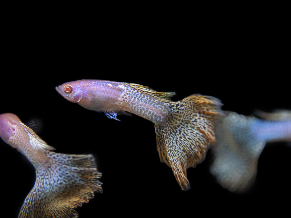 Albino Metal Yellow Lace Guppy (Poecilia reticulata), Tank-Bred