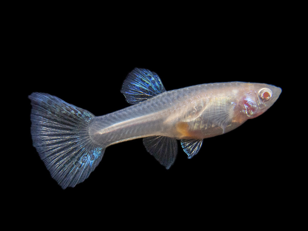 Albino Metal Yellow Lace Guppy (Poecilia reticulata), Tank-Bred