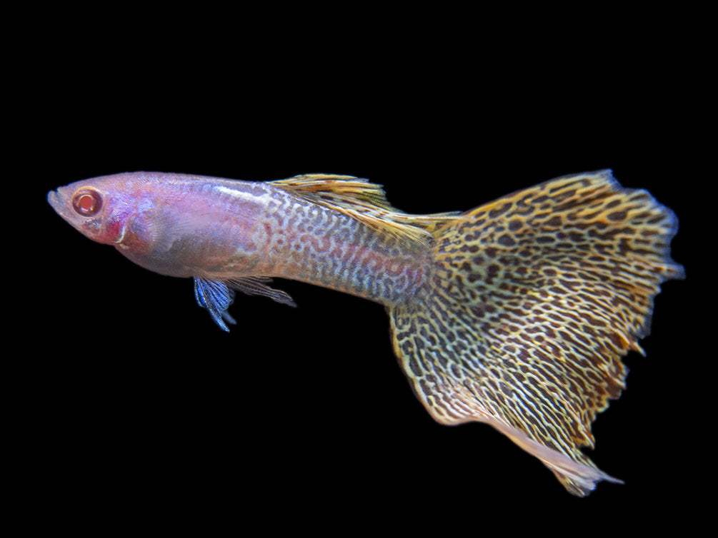 Albino Metal Yellow Lace Guppy (Poecilia reticulata), Tank-Bred