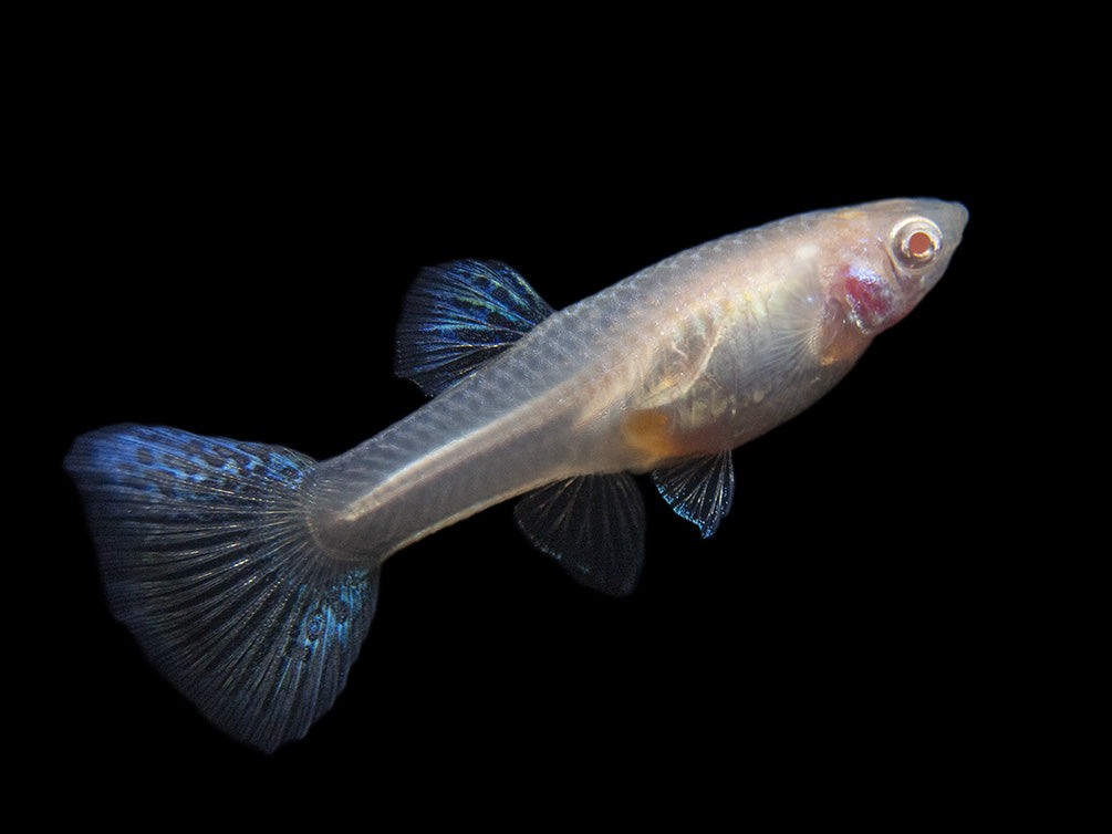 Albino Metal Yellow Lace Guppy (Poecilia reticulata), Tank-Bred