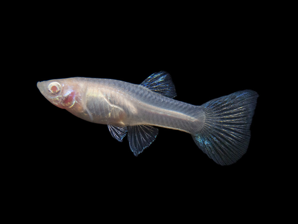 Albino Metal Yellow Lace Guppy (Poecilia reticulata), Tank-Bred