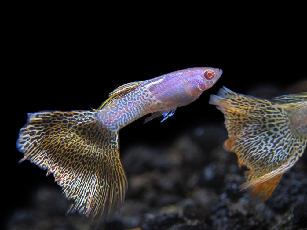 Albino Metal Yellow Lace Guppy (Poecilia reticulata), Tank-Bred