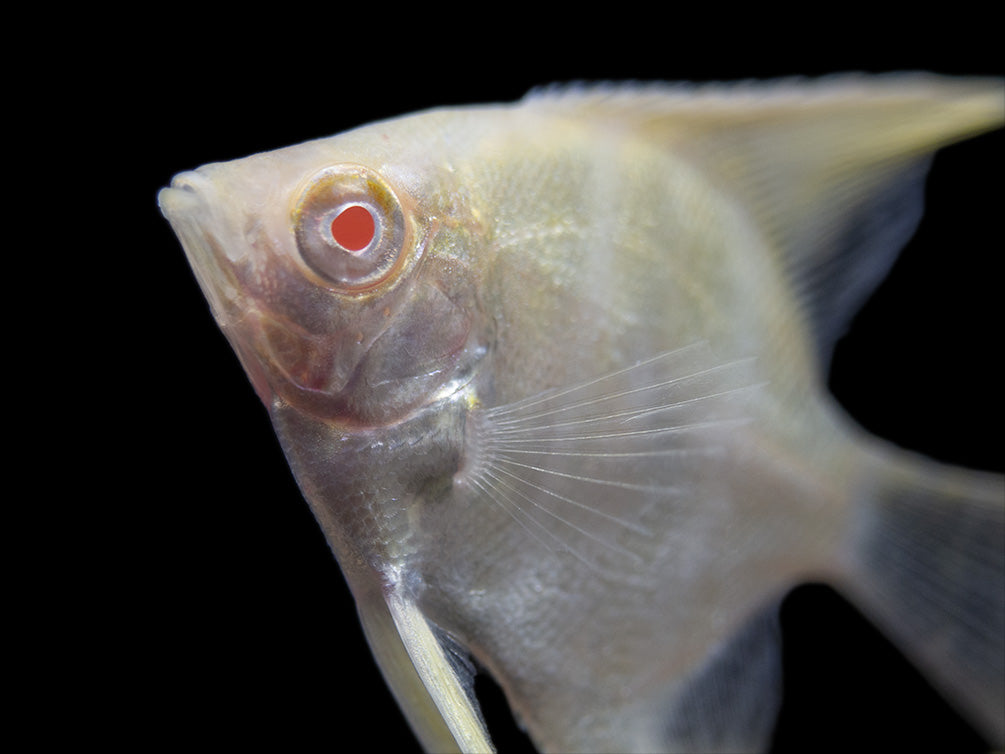 Albino Peruvian Altum Angelfish (Pterophyllum scalare "Peruvian Altum"), Tank-Bred