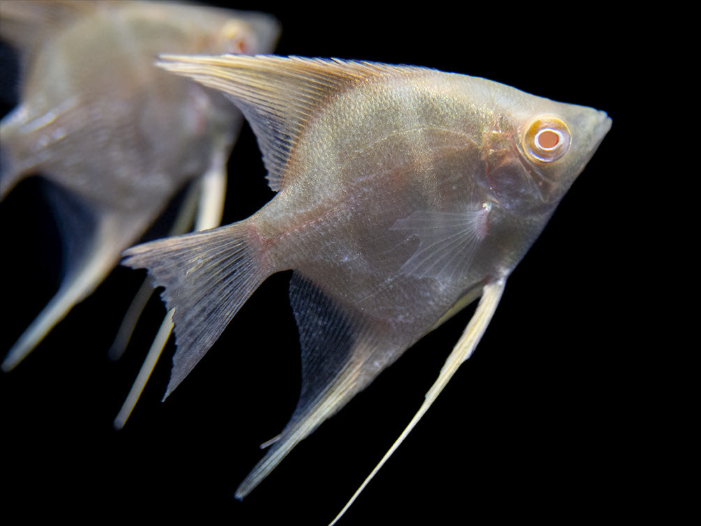 Albino Peruvian Altum Angelfish (Pterophyllum scalare "Peruvian Altum"), Tank-Bred