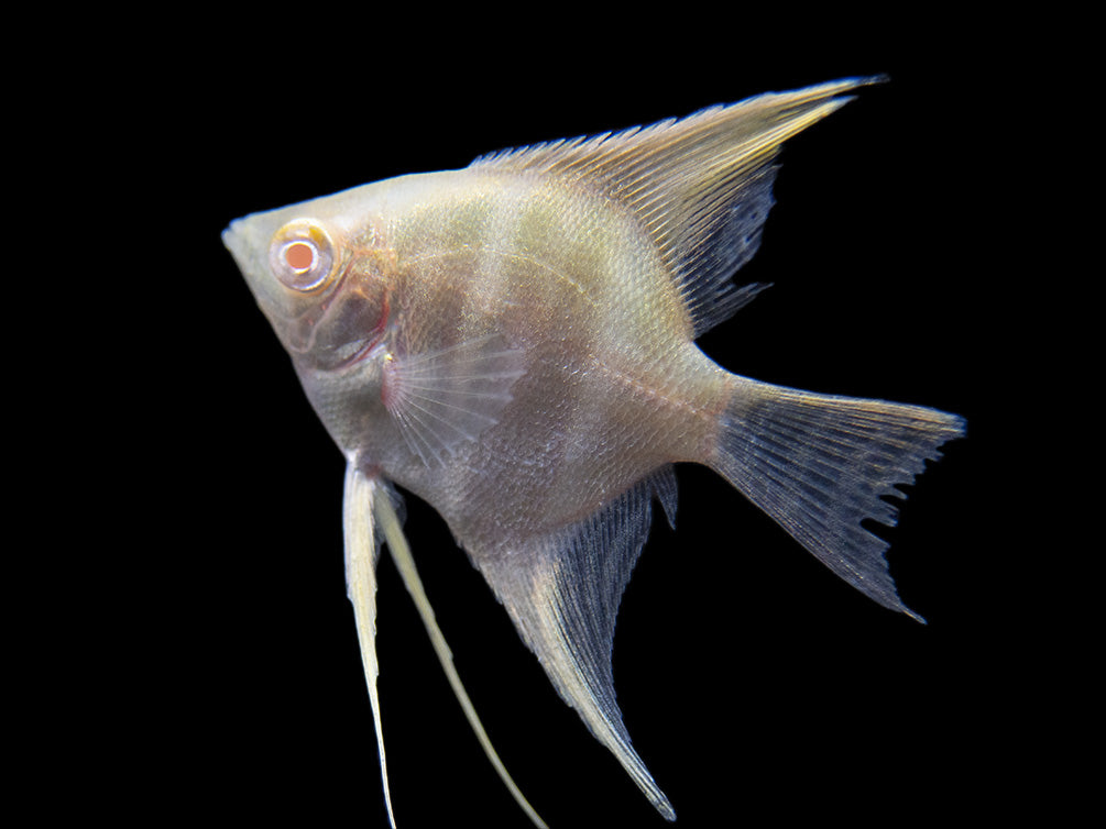 Albino Peruvian Altum Angelfish (Pterophyllum scalare "Peruvian Altum"), Tank-Bred