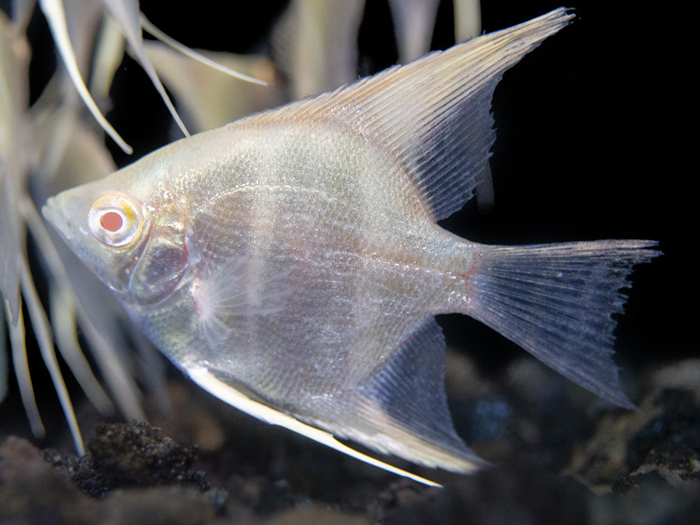 Albino Peruvian Altum Angelfish (Pterophyllum scalare "Peruvian Altum"), Tank-Bred