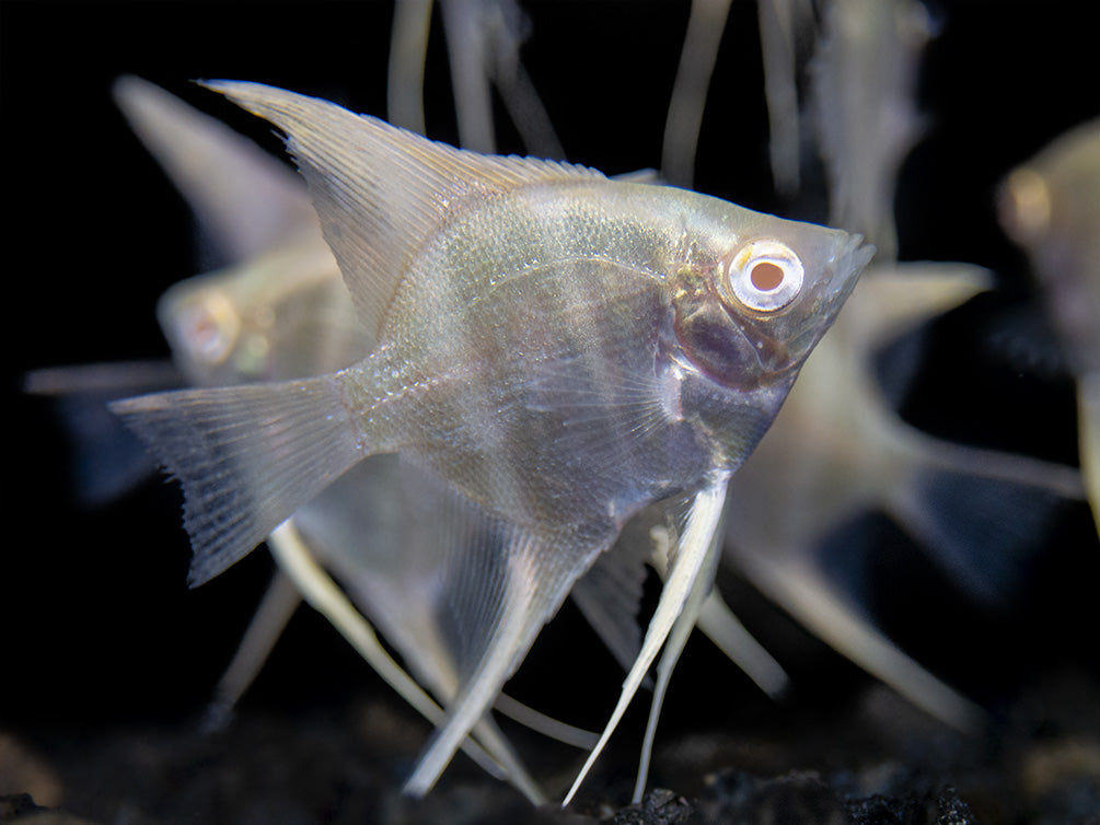 Albino Peruvian Altum Angelfish (Pterophyllum scalare "Peruvian Altum"), Tank-Bred