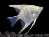 Albino Peruvian Altum Angelfish (Pterophyllum scalare 