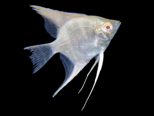 Albino Peruvian Altum Angelfish (Pterophyllum scalare "Peruvian Altum"), Tank-Bred