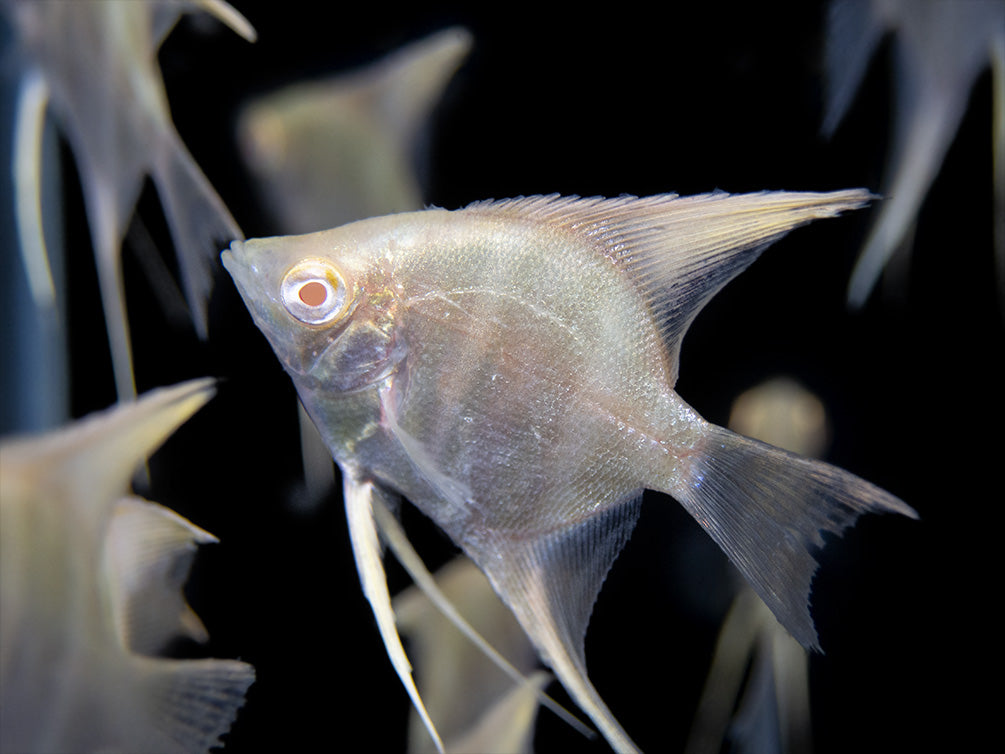 Albino Peruvian Altum Angelfish (Pterophyllum scalare "Peruvian Altum"), Tank-Bred