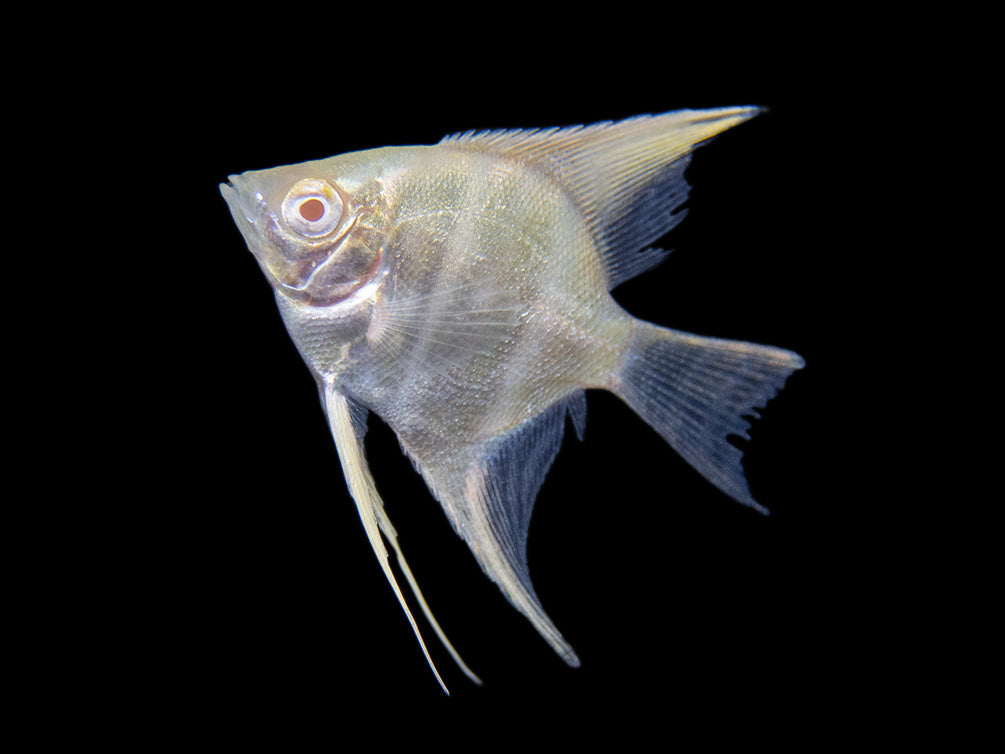 Albino Peruvian Altum Angelfish (Pterophyllum scalare "Peruvian Altum"), Tank-Bred