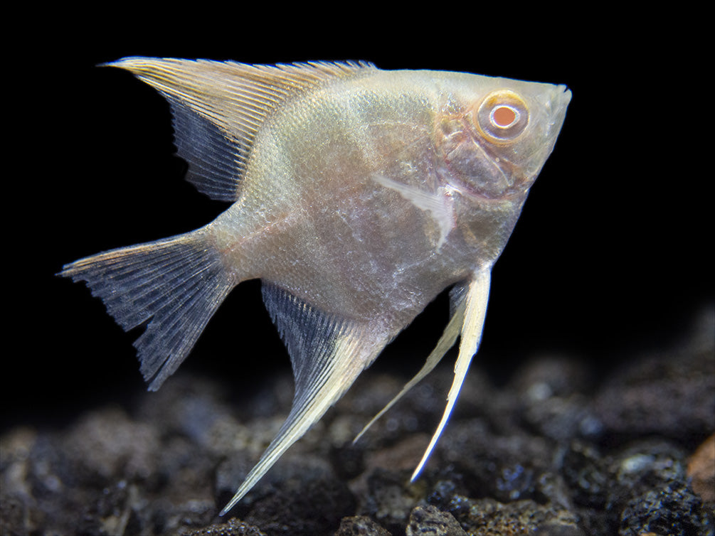 Albino Peruvian Altum Angelfish (Pterophyllum scalare "Peruvian Altum"), Tank-Bred