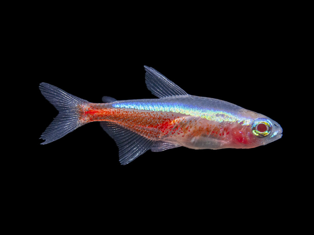 Albino Cardinal Tetra (Paracheirodon axelrodi), Tank-Bred