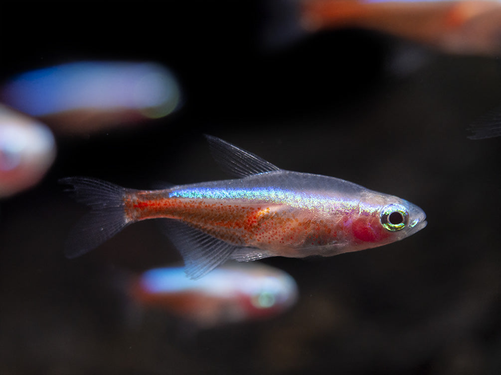 Albino Cardinal Tetra (Paracheirodon axelrodi), Tank-Bred