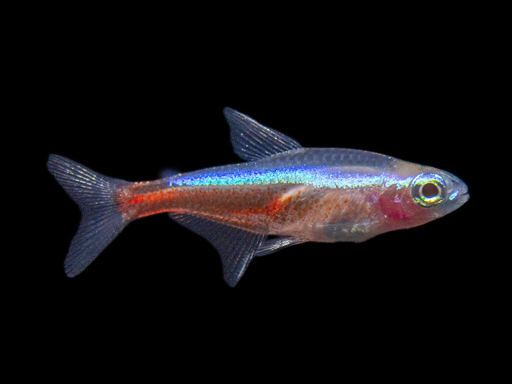 Albino Cardinal Tetra (Paracheirodon axelrodi), Tank-Bred